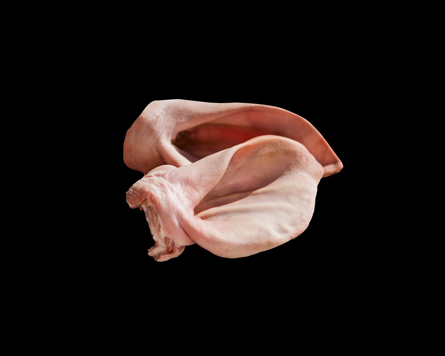 Orejas de cerdo de caserío cocida