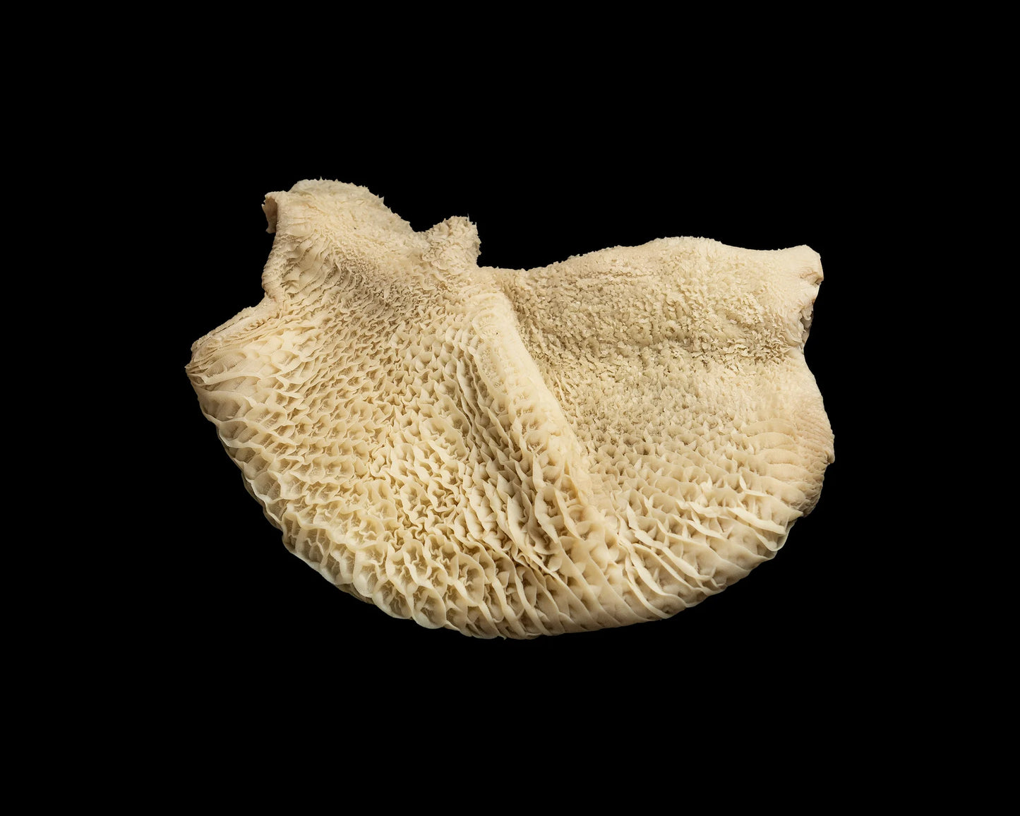 Callos de Ternera Cocidos